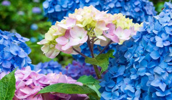 vignette-quel-terreau-pour-hortensia-choisir