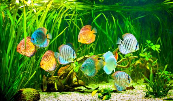 ordre-placer-masses-filtrantes-aquarium
