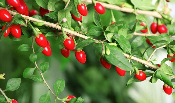 Goji