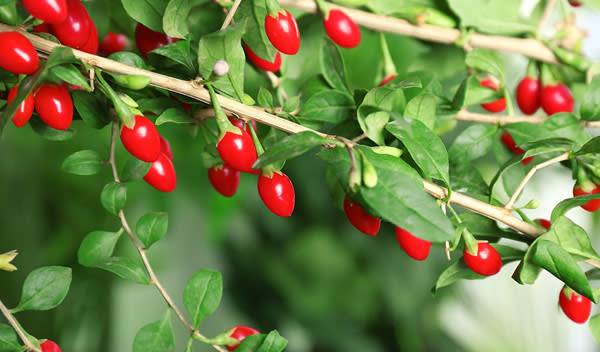 Goji