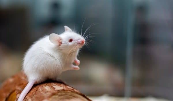 # Quelle cage choisir pour mes souris ? - © Ива Димова - stock.adobe.com