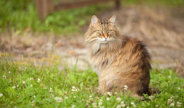Dans quel cas faut-il tondre un chat