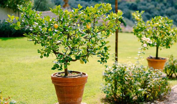 Citronnier en pot