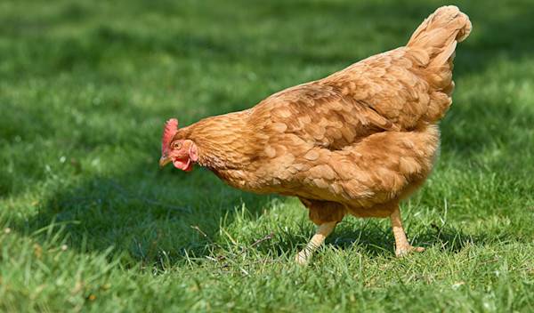 5 bonnes raisons d'avoir une poule dans son jardin