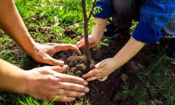 Comment planter un arbre à racines nues ?#Comment planter un arbre à racines nues ? - © maxbelchenko - stock.adobe.com