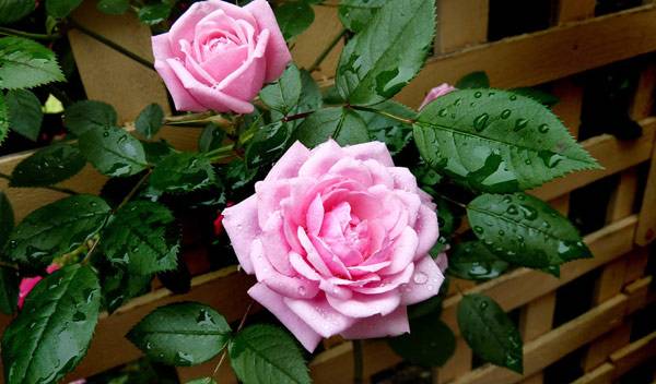 Les rosiers grimpants nécessitent un treillis solide et quelques attaches en soutien - © Beverly Buckley - pixabay.com