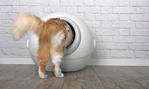 Quelle est la meilleure litière automatique pour votre chat ?