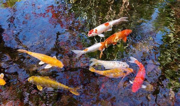 Comment bien choisir la nourriture pour poissons de bassin