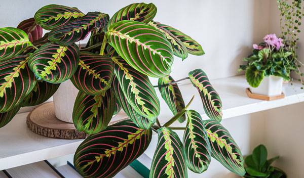 Dormeuse (Maranta leuconeura) : rempotage, entretien et exposition