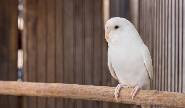 fond cage oiseau thumbnail