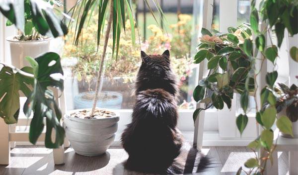 Conseils pour créer un jardin d’intérieur dans la maison