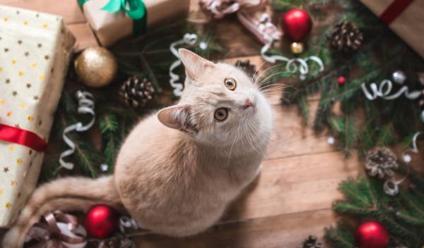 cadeaux noel chat 1 thumbnail