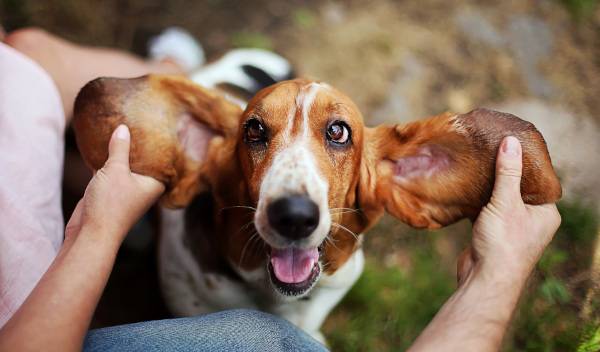 Basset hound : caractère, santé et alimentation