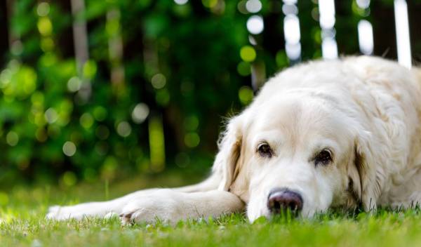 Quand passer à une alimentation senior pour son chien