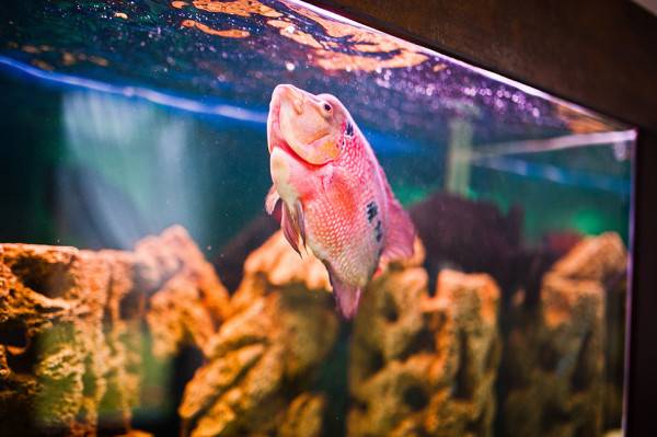 Comment décorer son aquarium ?