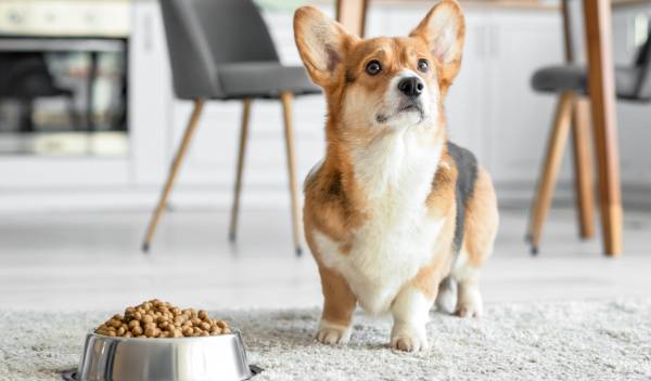 conservation croquettes chien 1 thumbnail