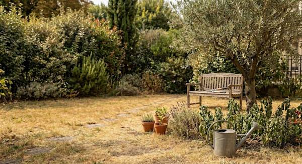 Que faire au jardin après la sécheresse ?