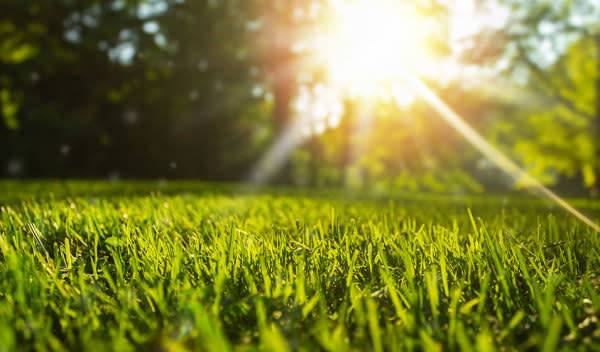 Rendre son gazon résistant au soleil