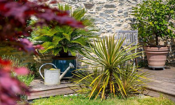 Arrosage des plantes en pot l'été : les bons gestes