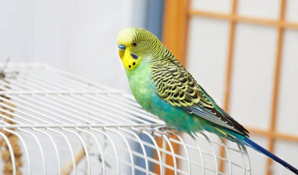 choisir cage oiseau thumbnail