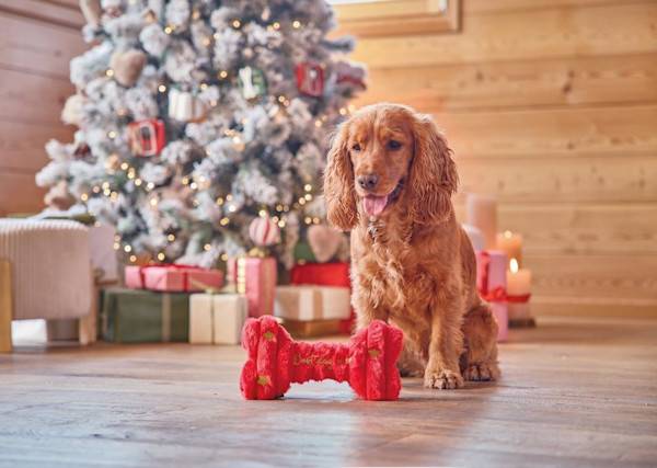 14 idées de cadeaux de Noël pour gâter son chien