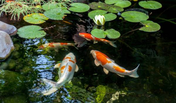 quantité nourriture poisson bassin 1 thumbnail