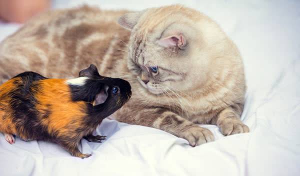 Faire cohabiter cochon d'Inde et chat