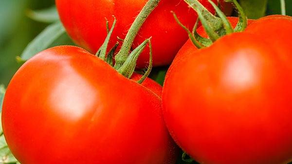 Plant potager
