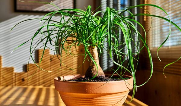 Beaucarnea recurvata, un Pied d'éléphant aussi décoratif que facile d'entretien - © Ekaterina Fedulyeva - stock.adobe.com