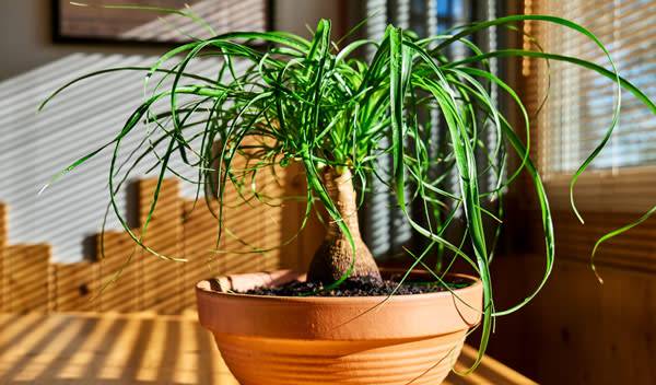 Beaucarnea recurvata, un Pied d'éléphant aussi décoratif que facile d'entretien - © Ekaterina Fedulyeva - stock.adobe.com