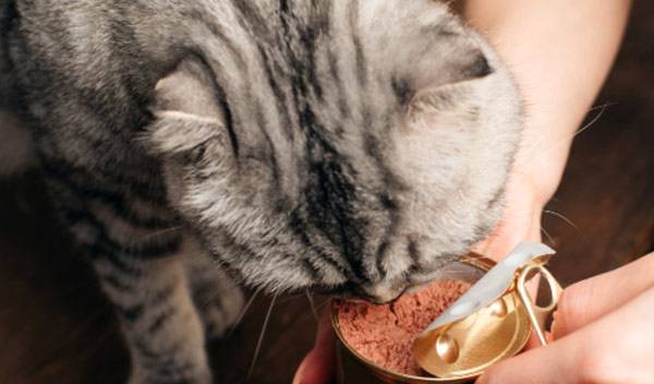 Les aliments pour chat