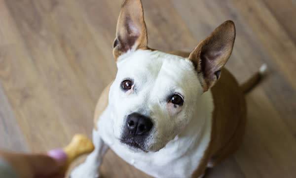 Quelles sont les meilleures friandises pour chien ?