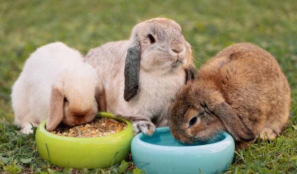 Quels granulés choisir pour un lapin avec une digestion difficile