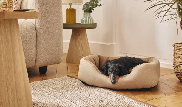 5 astuces pour éviter les mauvaises odeurs dans le panier de son chien