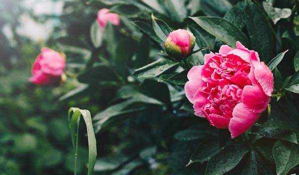 Réussir la plantation de la pivoine