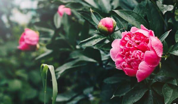 Réussir la plantation de la pivoine