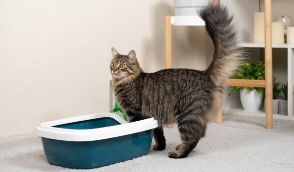 Comment éviter les odeurs dans le bac à litière du chat