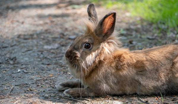 rafraichir lapin été 1 thumbnail