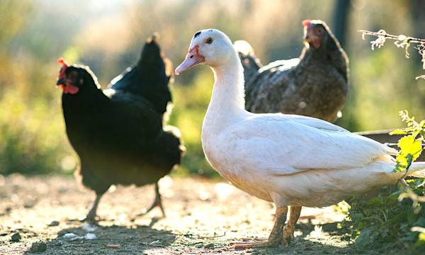 6 volatiles qui animeront votre jardin