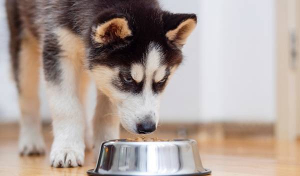 transition croquettes chien thumbnail