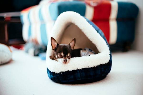 Un chihuahua dort paisiblement dans une niche pour chien d'intérieur 