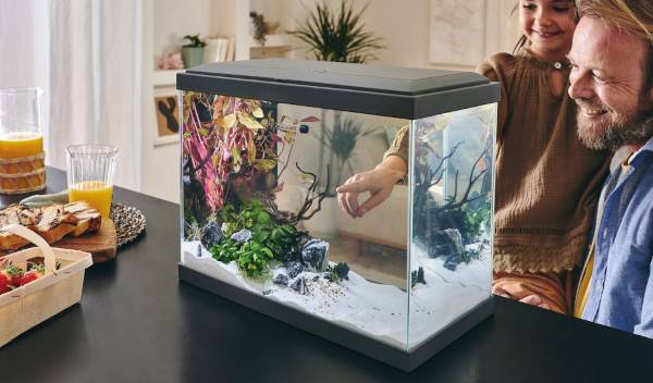 poissons petit aquarium 1 thumbnail
