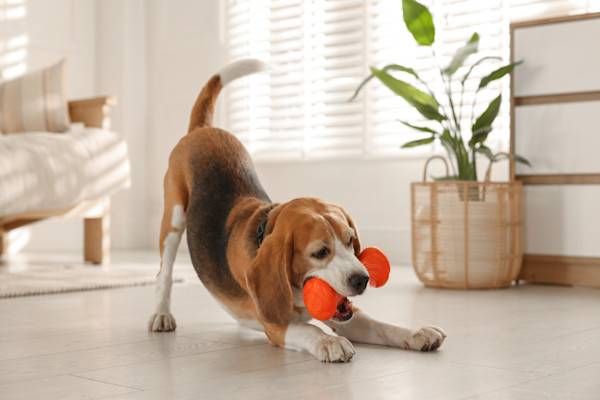 Les jouets sont très utiles pour occuper son chien pendant son absence 