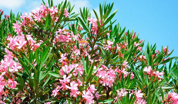 Laurier-rose, Nerium oleander