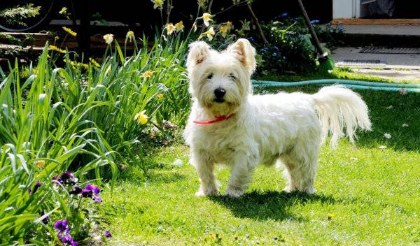 croquettes chien petite taille 1 thumbnail
