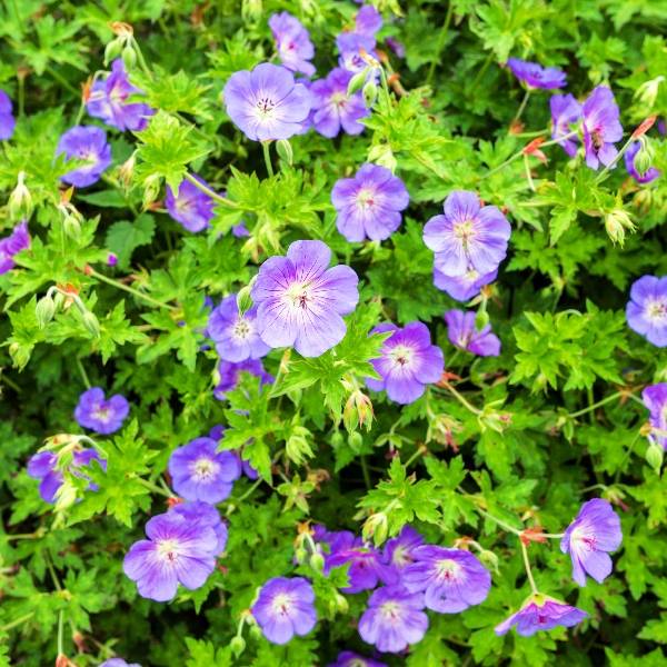 Le magnifique géranium Rozanne, résistant et très florifère, excellent couvre-sol