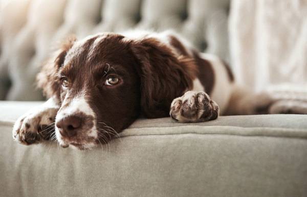 # Comment réhabituer mon chien à son retour de vacances ? - © Reese/peopleimages.com - stock.adobe.com