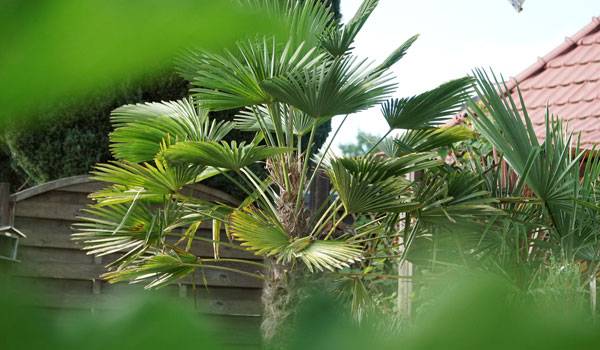 Entretien du Palmier chanvre (Trachycarpus)