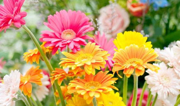 vignette-gerbera-plantation-culture-et-floraison
