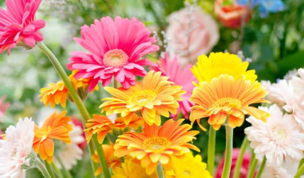 vignette-gerbera-plantation-culture-et-floraison